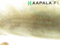 hiukkassuodatin + anturi +lambda A 906 490 12 14, A 906 490 63 81 Mercedes-Benz Sprinter (906) 316 CDi 3.5T