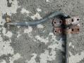 kallistuksenvakaaja taka kts lisätieto 1355449080, 46859899 Fiat Ducato Kabe TM 700 GL Matkailuauto (SA) 3ov 2,3D