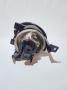 sumuvalot/huomiovalot 5K0941700F Volkswagen Tiguan I 07-15