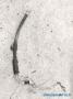 ilmastointi letku/putki  Honda Civic VII Hatchback 1,6i EU -04