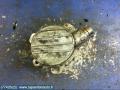 Alipainepumppu - Opel movano 99-10