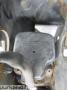 moottorin kumityyny etummainen  Nissan Murano (Z50) 3.5i 4X4